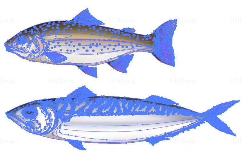 Salmon fish vector