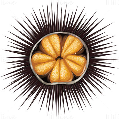 Sea urchin vector