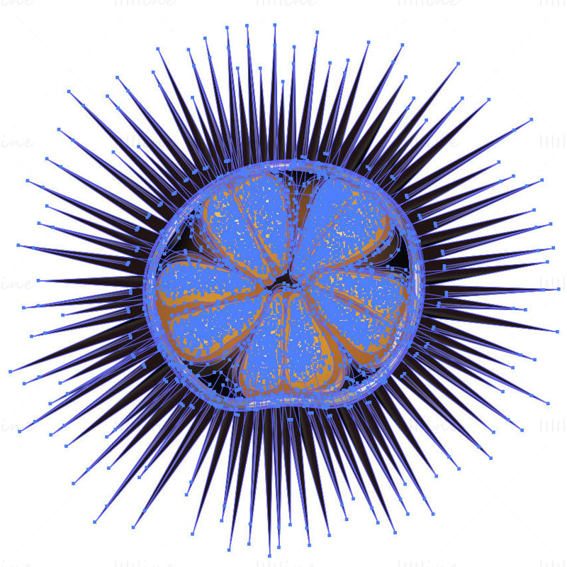 Sea urchin vector