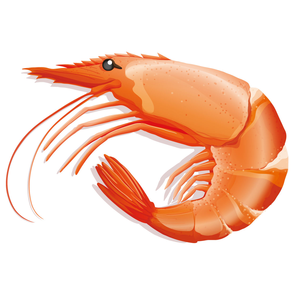 Shrimp vector