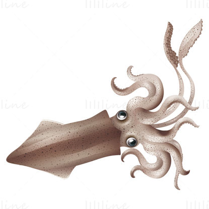 Squid vector