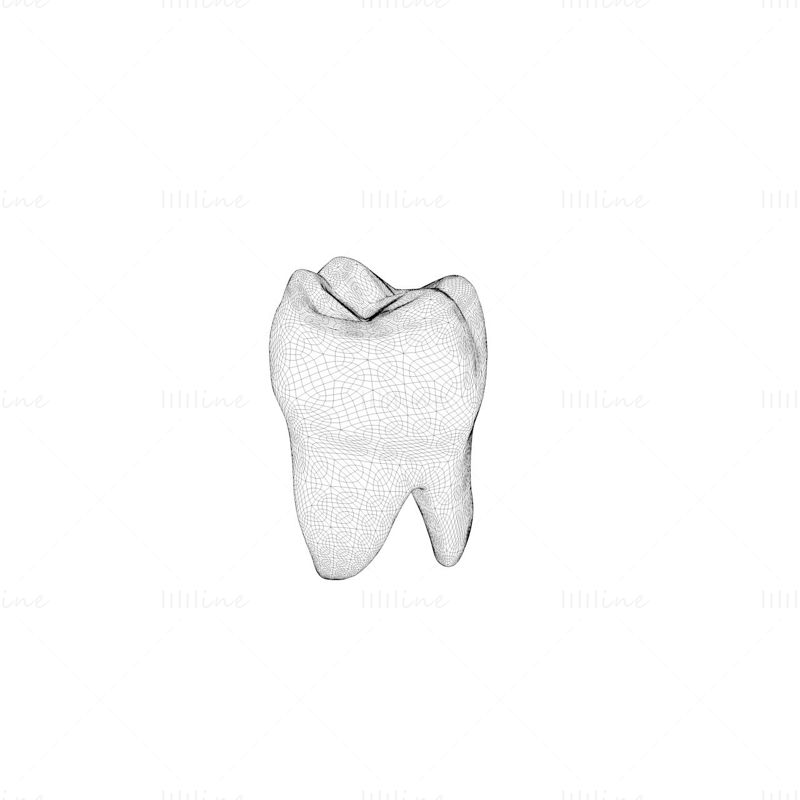 牙齿3d模型
