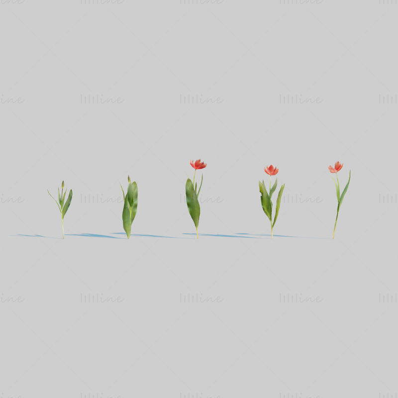 Red Tulip Plant Pack 3D Model