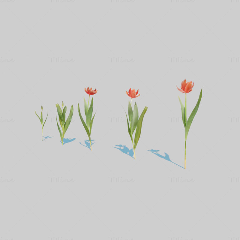 Red Tulip Plant Pack 3D Model