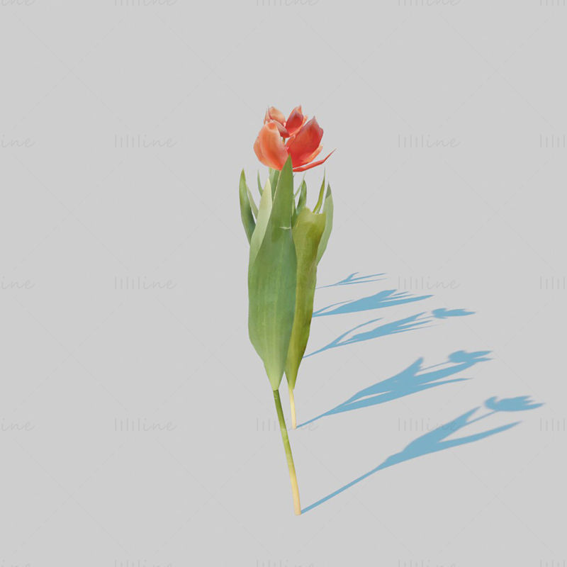 Red Tulip Plant Pack 3D Model