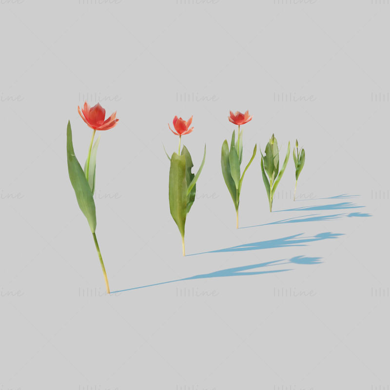 Red Tulip Plant Pack 3D Model