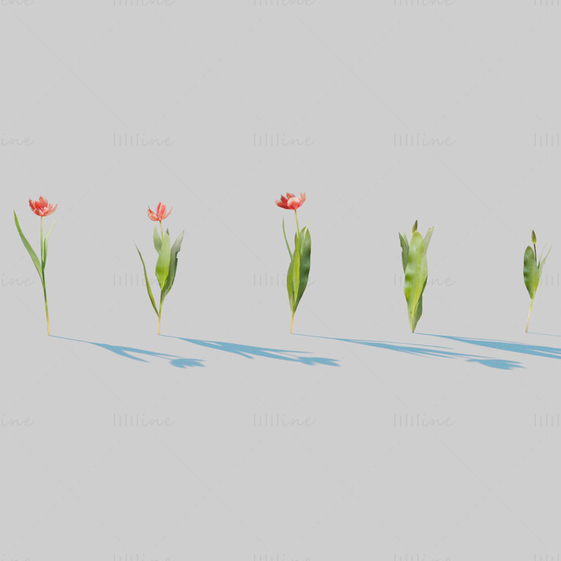 Red Tulip Plant Pack 3D Model