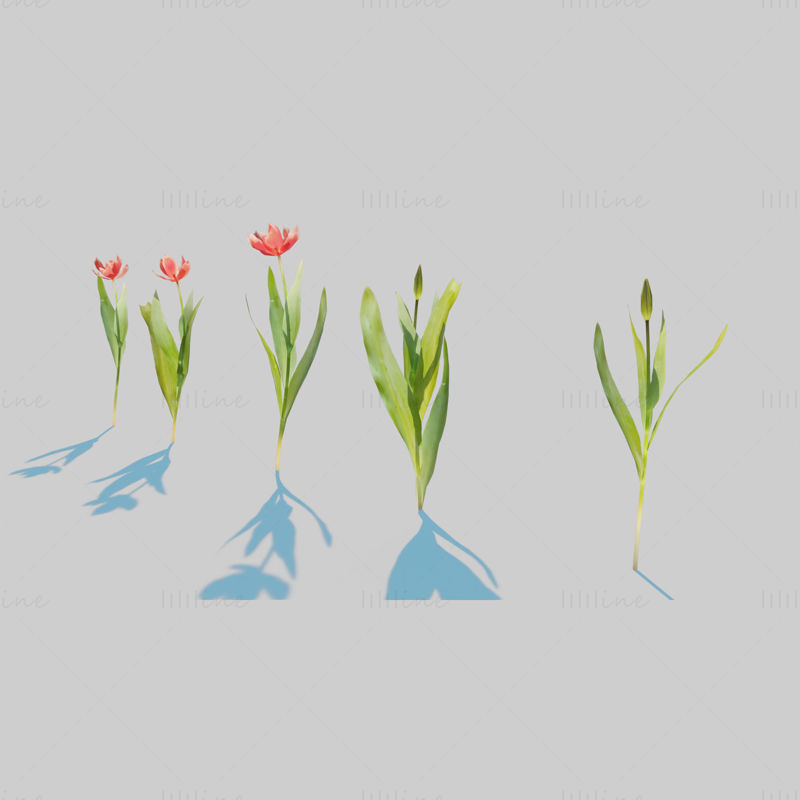 Red Tulip Plant Pack 3D Model