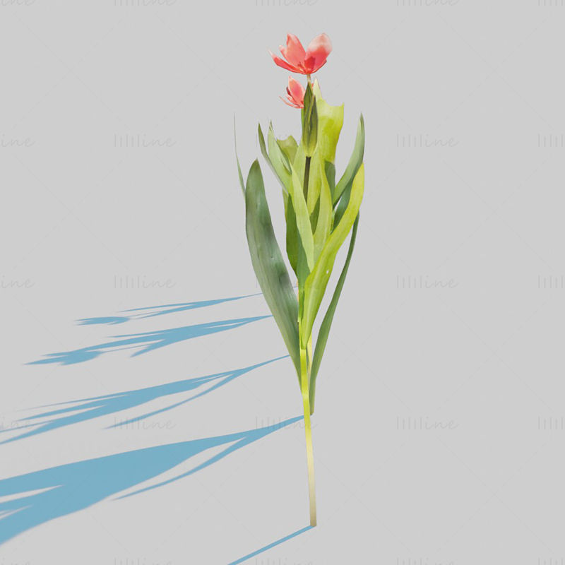 Red Tulip Plant Pack 3D Model