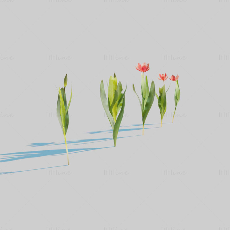 Red Tulip Plant Pack 3D Model