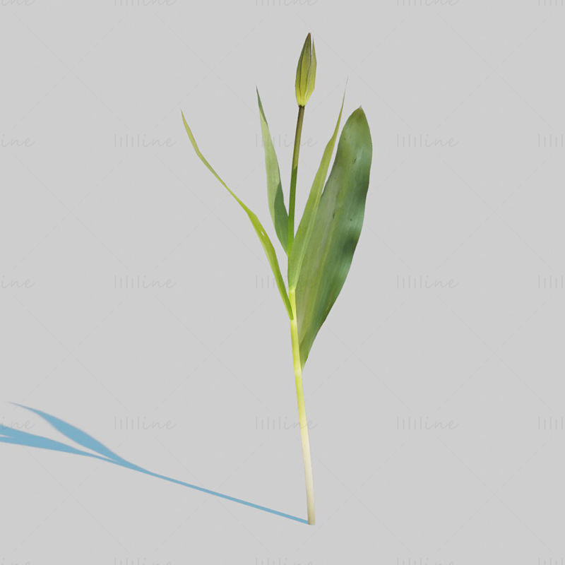 Red Tulip Plant Pack 3D Model