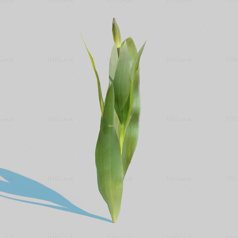 Red Tulip Plant Pack 3D Model
