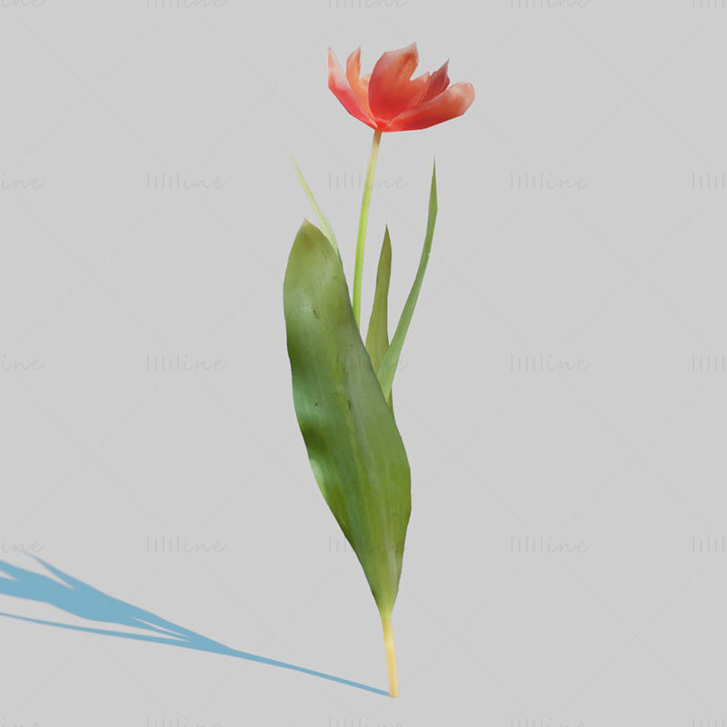 Red Tulip Plant Pack 3D Model