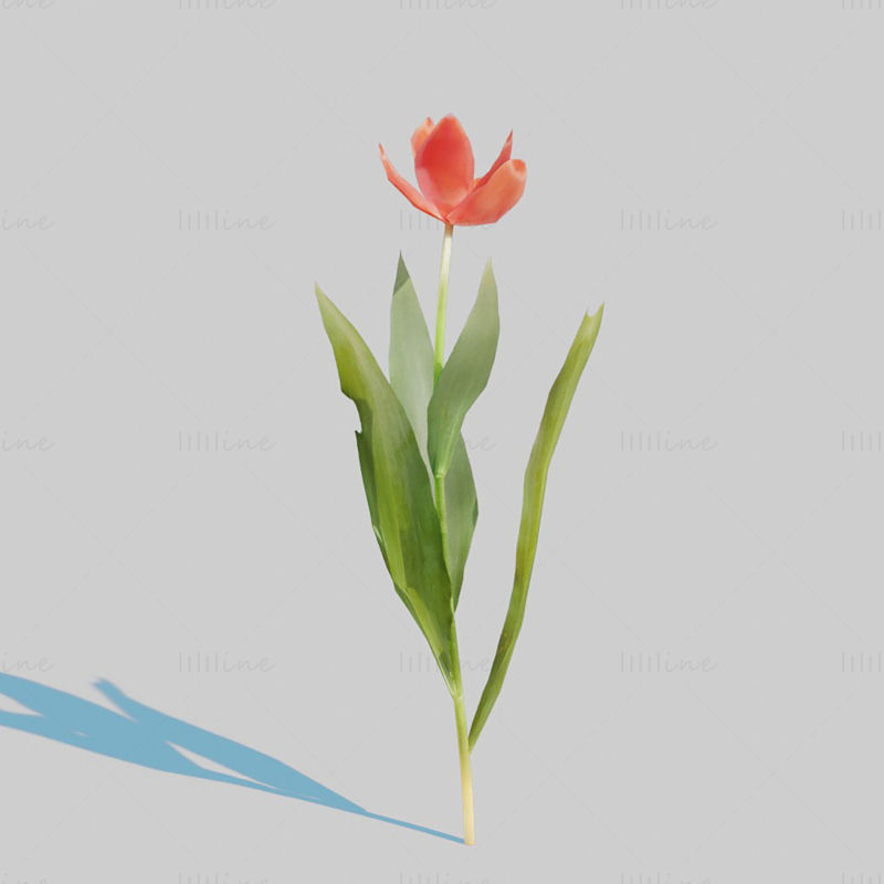 Red Tulip Plant Pack 3D Model
