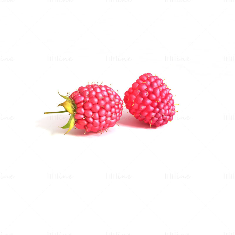 Raspberry 3D Model