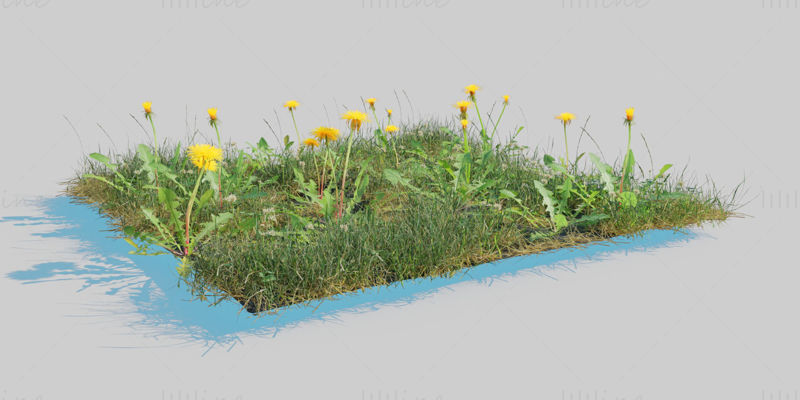 Gyermekláncfű Meadow Patch 3D modell