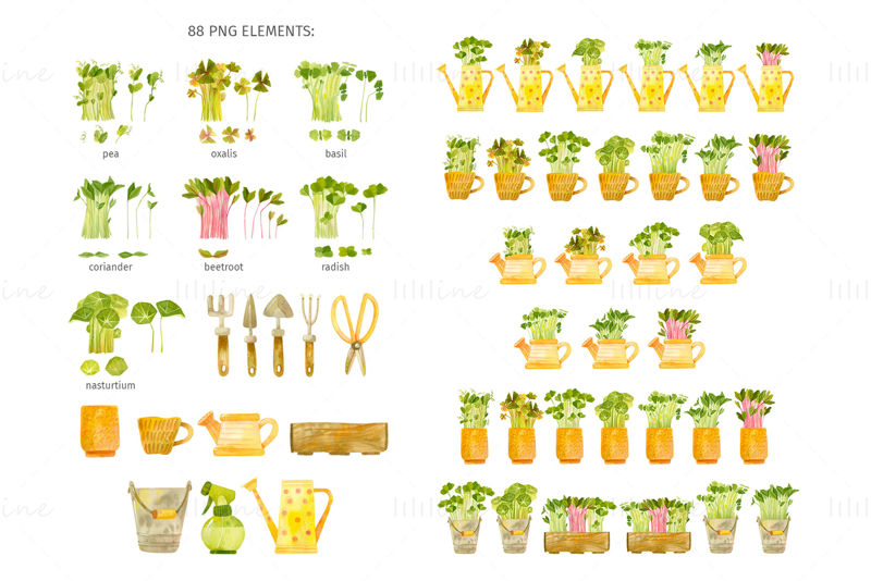 Microgreens farm watercolor clipart, seamless patterns and card templates. Vegetable garden clipart – beetroot, basil, coriander, pea, oxalis, nasturtium, radish and gardening tools.