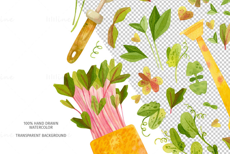 Microgreens farm akvarell clipart, varrat nélküli minták és kártyasablonok. Zöldségkert clipart – cékla, bazsalikom, koriander, borsó, oxalis, nasturtium, retek és kertészeti eszközök.