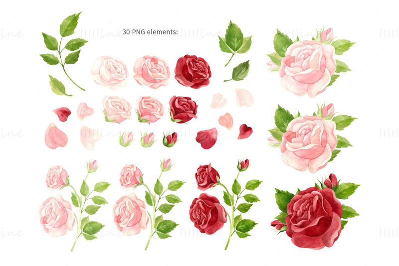 Suluboya pembe ve kırmızı güller - küçük resim, botanik dikişsiz desenler, çiçek çelenkleri, kalpler ve altın çerçeveler. Çiçekler küçük resim