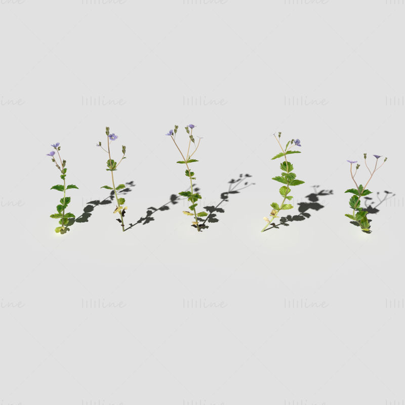 Speedwell çiçekleri bitki 3d model Paket