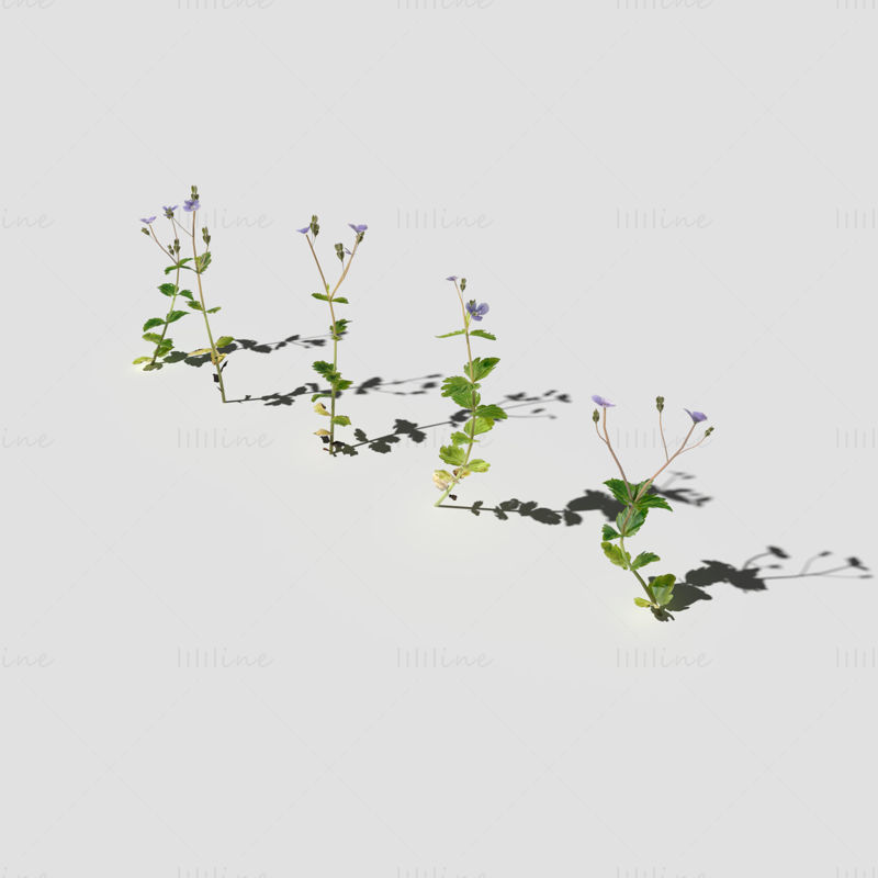 Speedwell virágos növény 3d modell csomag