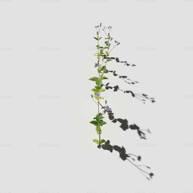 Pachet de modele 3d cu plante de flori Speedwell