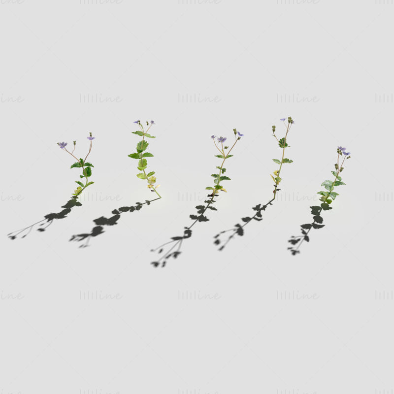 Speedwell flowers plant 3d model Pack