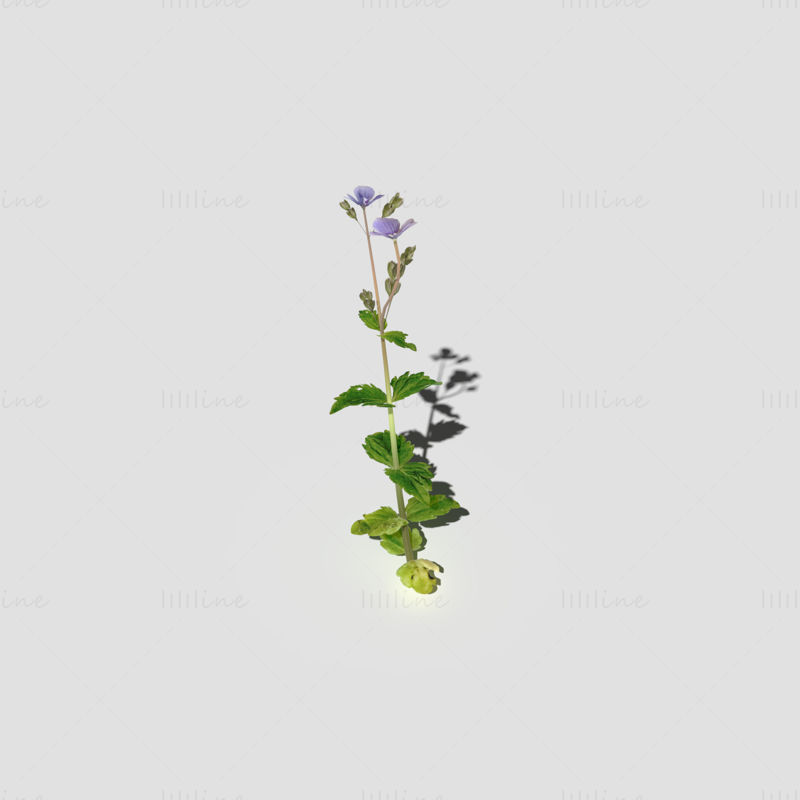 Pachet de modele 3d cu plante de flori Speedwell