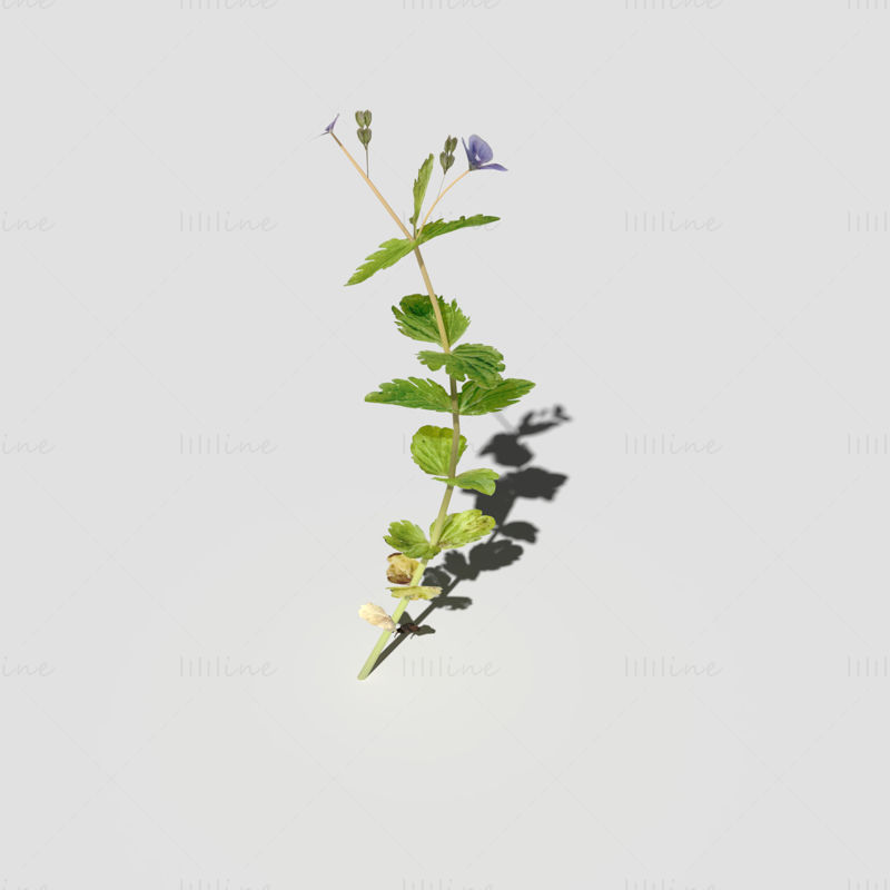 Speedwell virágos növény 3d modell csomag