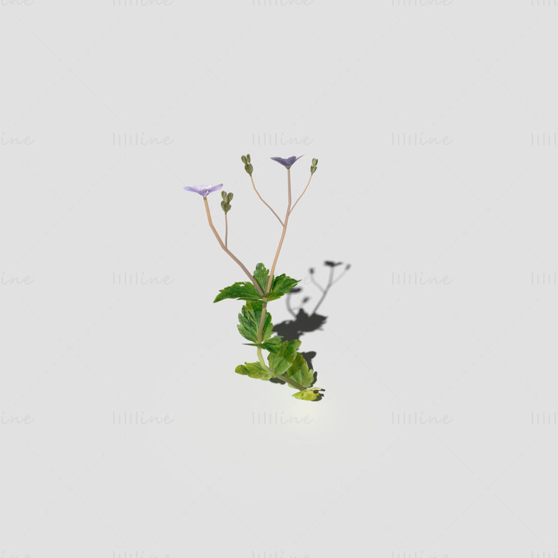 Speedwell flowers plant 3d model Pack