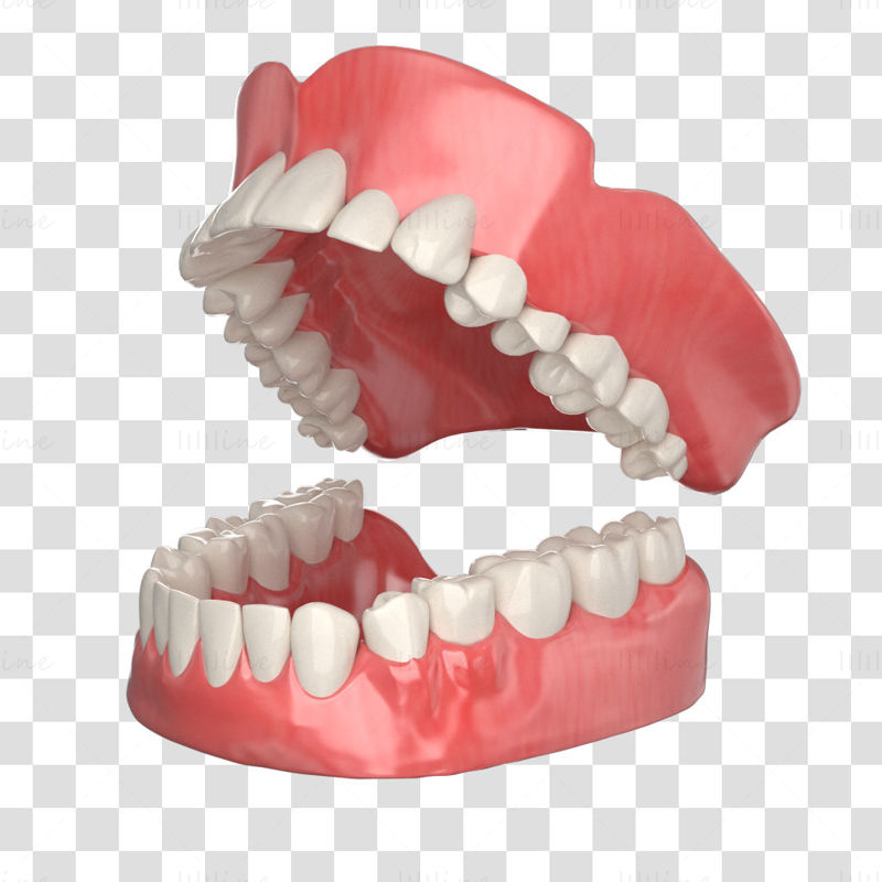 مدل سه بعدی دندان دهان
