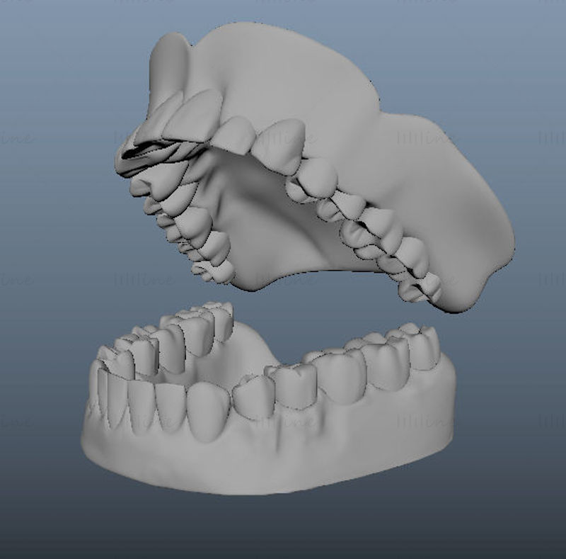 Modello 3D del dente orale