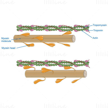 Actin / myosin system, vector