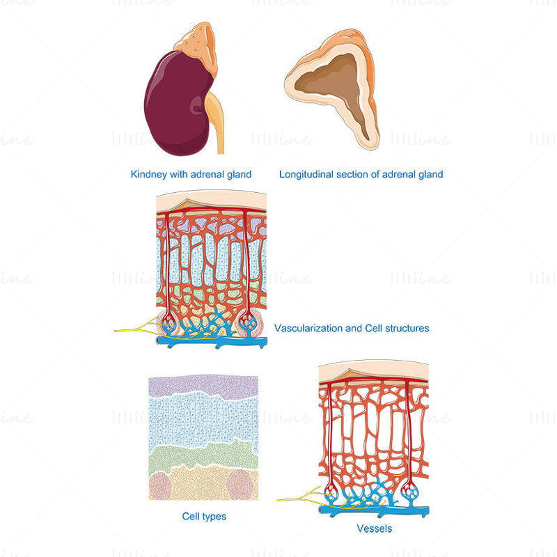 Adrenal Gland vector