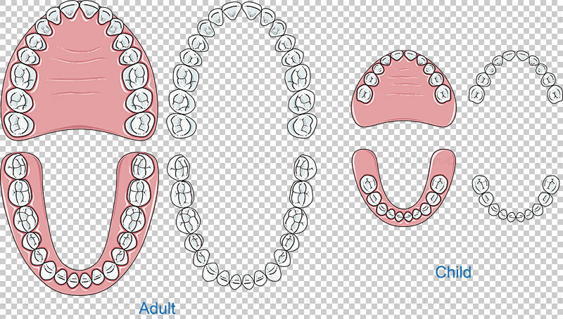 Zuby dospělého dítěte vektor