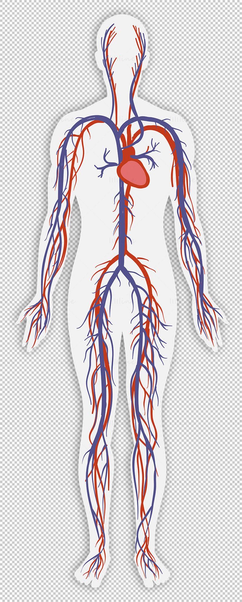 Adult circulatory system vector illustration