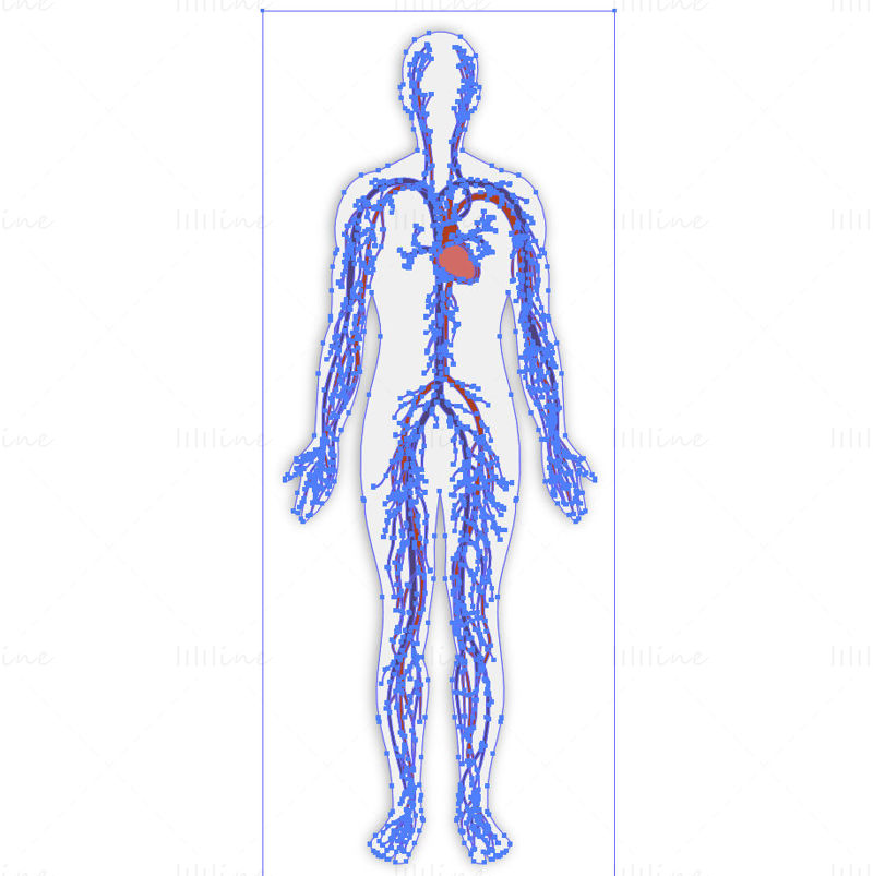 Adult circulatory system vector illustration