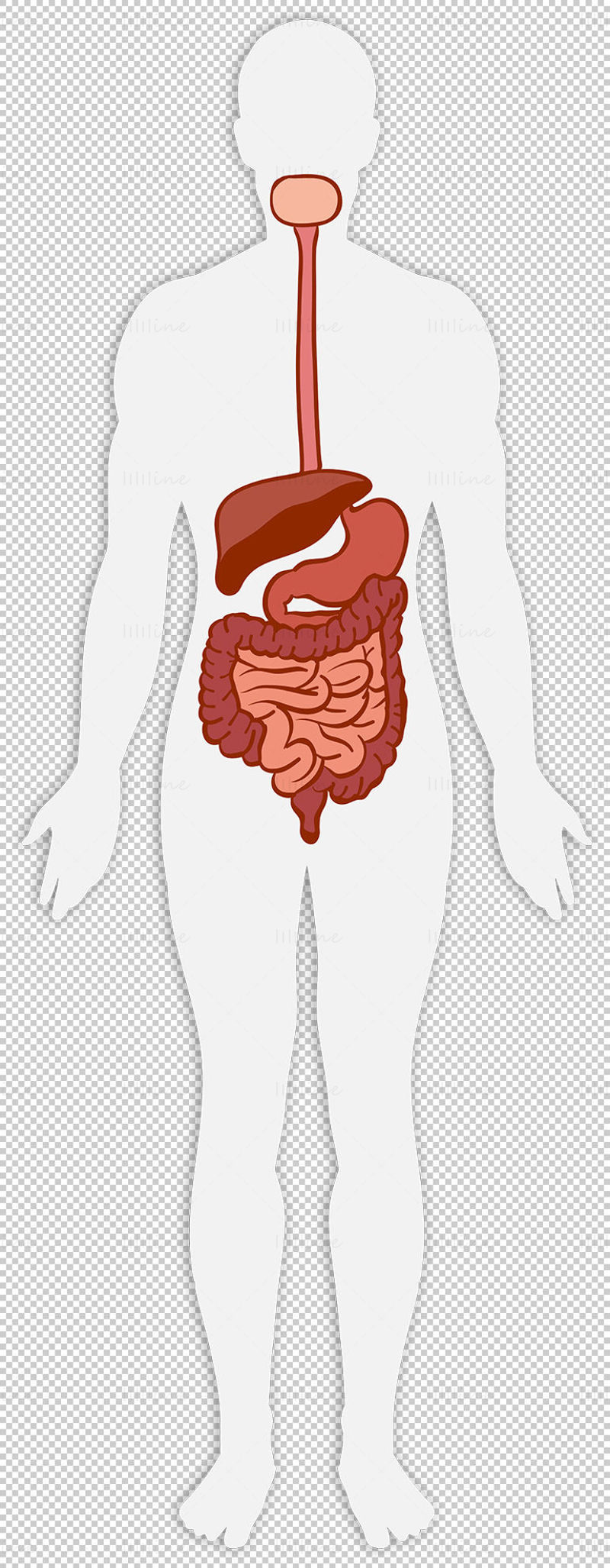 Adult digestive system vector illustration