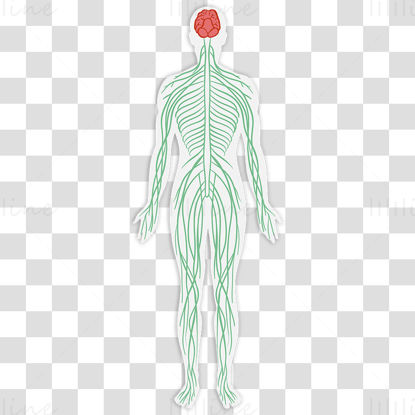 Adult nervous system vector illustration