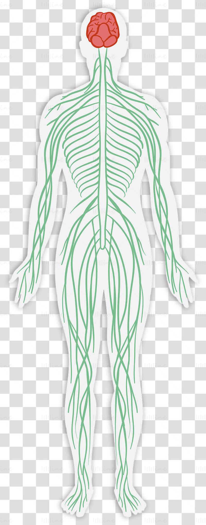 Adult nervous system vector illustration