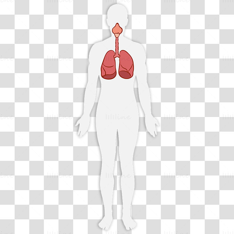 Adult respiratory system vector illustration