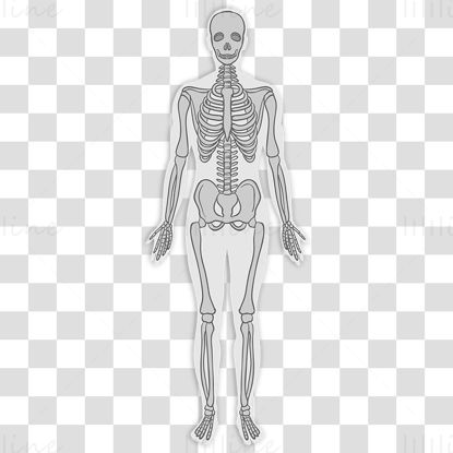 Adult skeletal system vector illustration