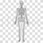 Adult skeletal system vector illustration