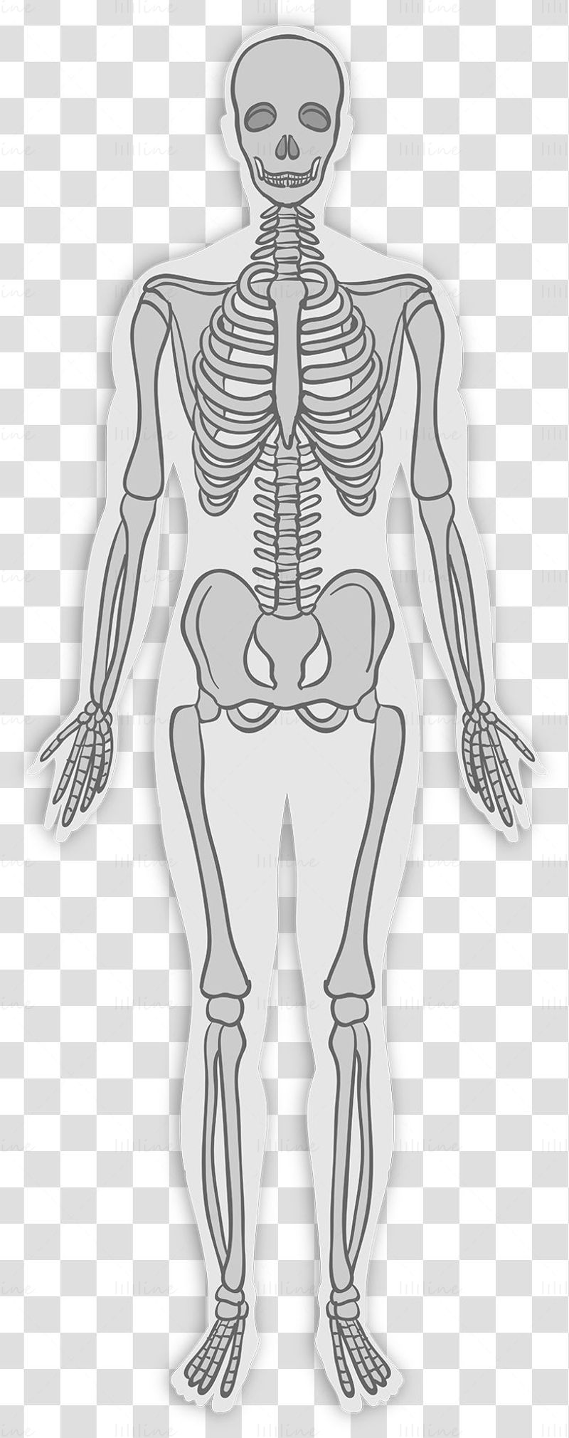 Adult skeletal system vector illustration