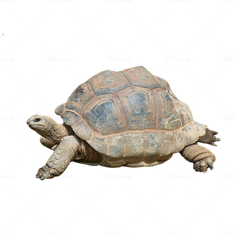 Aldabra dev kaplumbağa png resmi