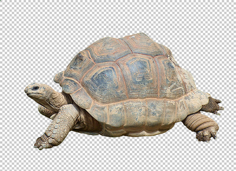 Aldabra giant tortoise png picture