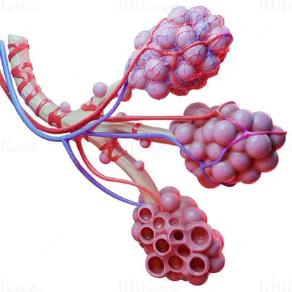 Alveoli medical illustration