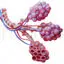 Alveoli medical illustration