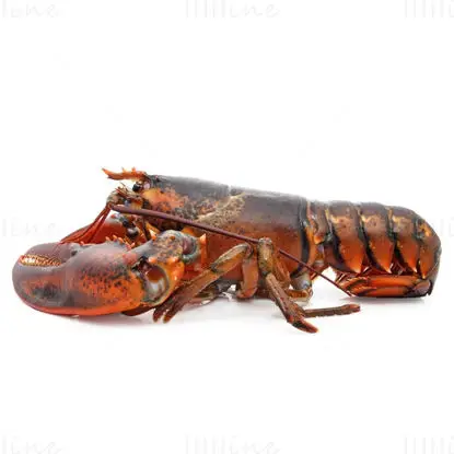 American Lobster imagine de înaltă rezoluție vedere laterală