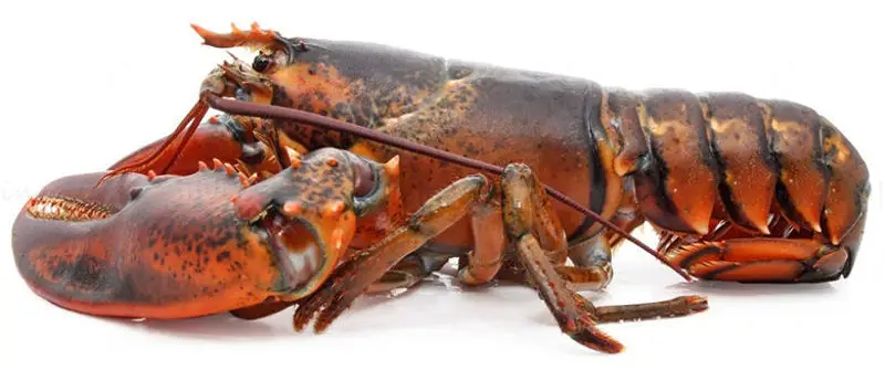 American Lobster høyoppløselig bilde fra siden